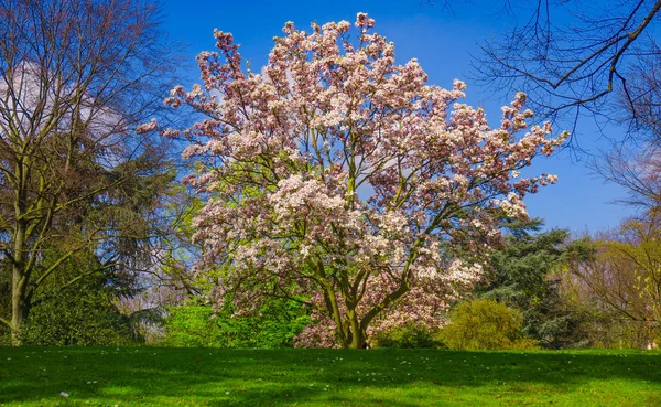 A beautiful Magnolia tree. Bloomy magnolia tree Stock Image