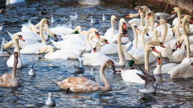 Beyaz kuğu. kuğular gölde. Grup Kuğu