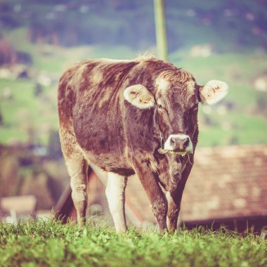 Yeşil Yaz çayır on inek. İnekler üzerinde yeşil bir alana. İsviçre inek. 