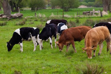 İnekler yeşil bir alanda otluyor.