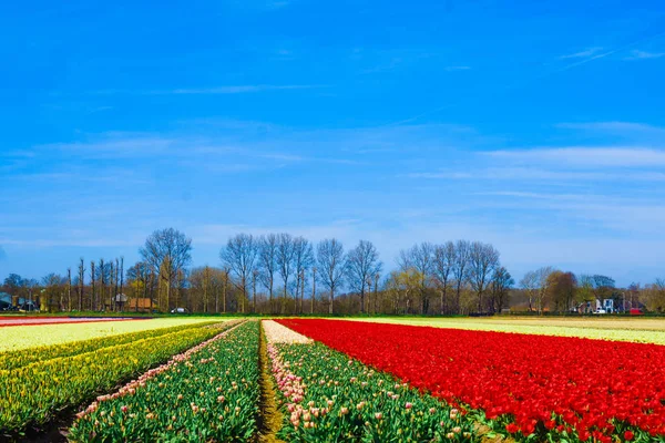 Hermoso campo de tulipanes. Hermoso fondo de flor . — Foto de Stock