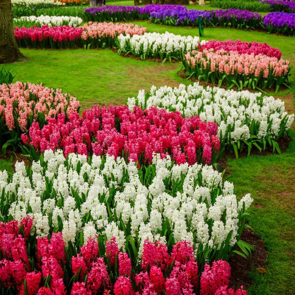 Hermosos jacintos multicolores. Flores coloridas de jacinto blo — Foto de Stock