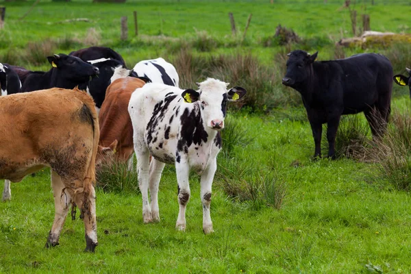 Vacas pastando em um campo verde — Fotografia de Stock