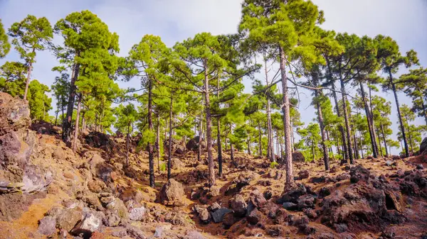 Teide nationalpark i Teneriffa, Spanien. tallskog på lavastenar — Stockfoto