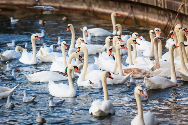 Zwanen op het meer van Zürich, Zwitserland — Stockfoto