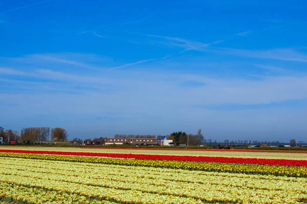 Paisaje con tulipanes. Hermoso paisaje de tulipán colorido flo — Foto de Stock