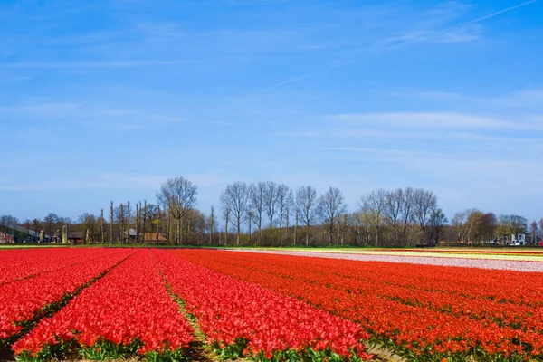 Krajina s tulipány. Krásná krajina barevný Tulipán flo — Stock fotografie