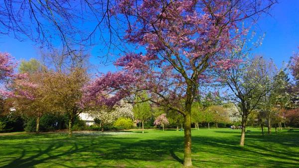 Beautiful Spring background — Stock Photo, Image