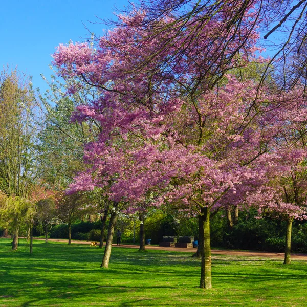 Mooie lente achtergrond — Stockfoto