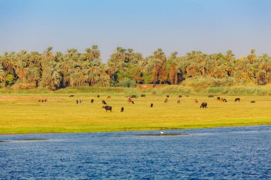 Nil Nehri. Mısır Nil