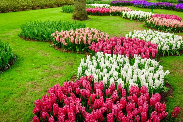 Hermosos jacintos multicolores. Flores coloridas de jacinto blo — Foto de Stock