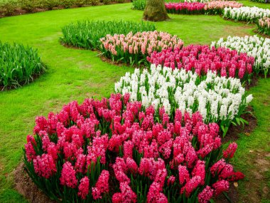 güzel renkli sümbül. Renkli sümbül çiçek blo