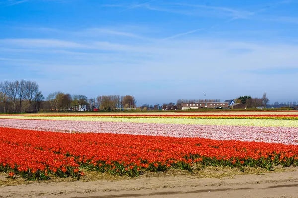 Piękne tulipany pola. Tle piękny kwiat. — Zdjęcie stockowe
