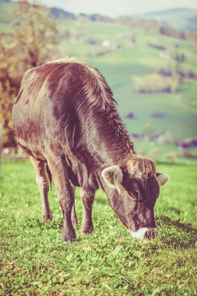 Krowa na soczystej zieleni. Krowy na zielonym polu. Szwajcarski krowa. — Zdjęcie stockowe