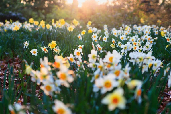Blumen auf einer Wiese am Morgen im Frühling. Frühlingsmorni — Stockfoto