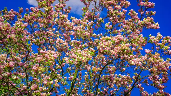 Roze magnolia boom bloesem. Magnolia bloem — Stockfoto