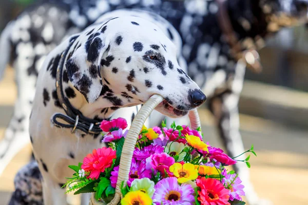 Dalmatian dog. dog holding a flower in the mouth — Stock Photo, Image