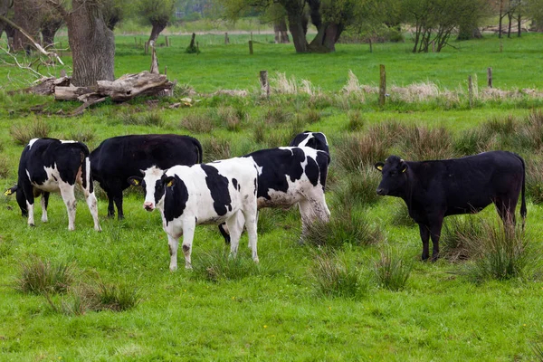 Herd of cows. Cows on the field — Stock Photo, Image