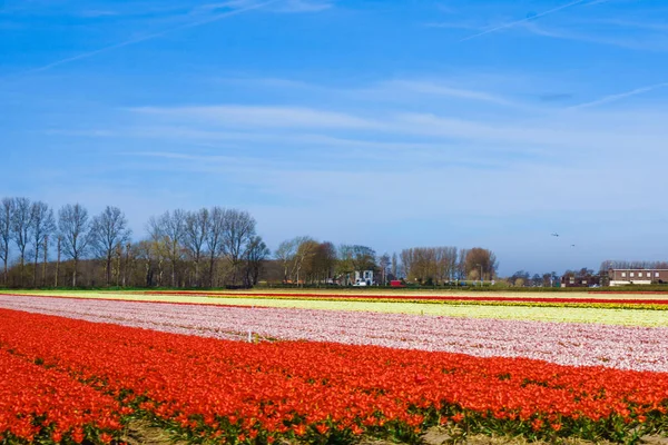 Krajobraz z tulipanów. Piękny krajobraz kolorowy tulip Flo — Zdjęcie stockowe