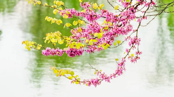 Gałąź wiosna. Wiosna blossom tło. piękna przyroda sceny — Zdjęcie stockowe