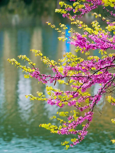 Rama de primavera. Fondo de flores de primavera. hermosa escena de naturaleza —  Fotos de Stock
