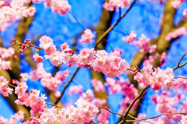 Fleurs Sakura floraison. Belle fleur de cerisier rose — Photo
