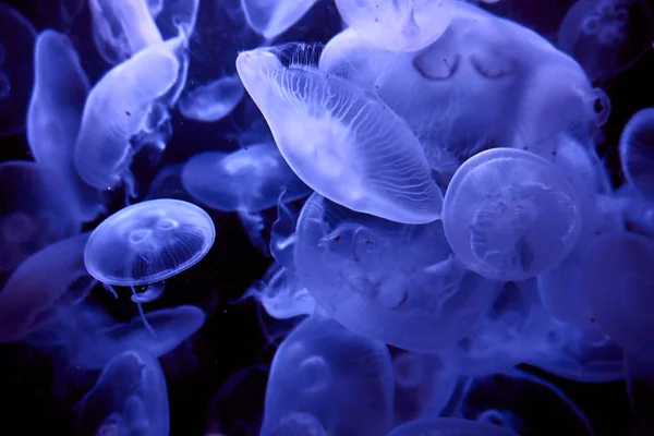Голубая медуза t t t t — стоковое фото