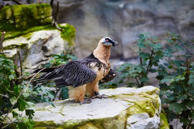 Sakallı akbaba (Gypaetus barbatus). Lammergeier veya Sakallı Akbaba
