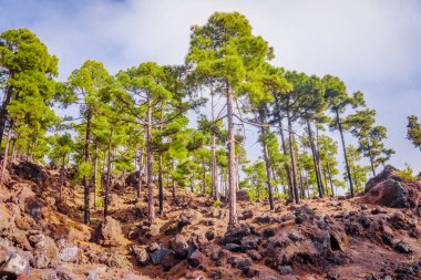 Teide Milli Parkı Tenerife, İspanya. çam ormanı lav kaya