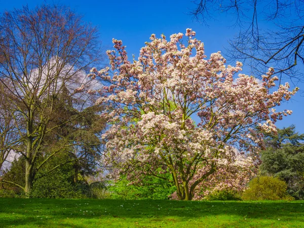 Egy Gyönyörű Magnólia Fát Virágos Magnolia — Stock Fotó