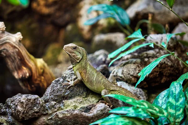 Lagarto Piel Verde Mirando Hermoso Lagarto —  Fotos de Stock