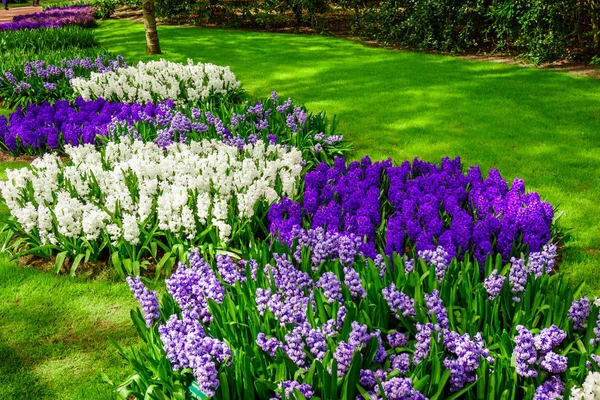 Beautiful multicolored hyacinths. Colorful  hyacinth flowers blo — Stock Photo, Image