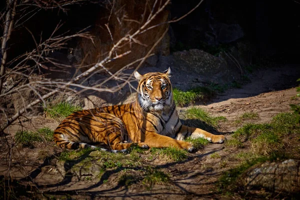 Roztomilý Tygr Tygr Krásný Západ Slunce — Stock fotografie