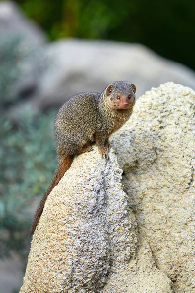 Trpaslík Mongoose. Trpasličích Mongoose — Stock fotografie