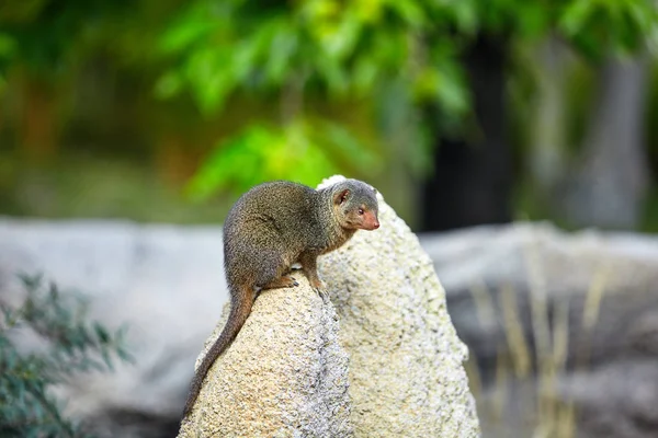 Trpaslík Mongoose. Trpasličích Mongoose — Stock fotografie