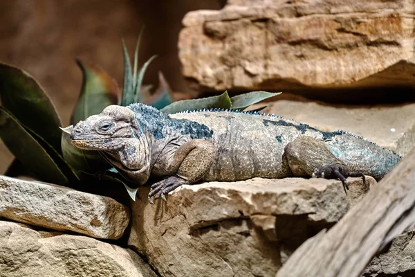 Goliat Dragons. iguana rinoceronte. Lagarto reptil iguana —  Fotos de Stock