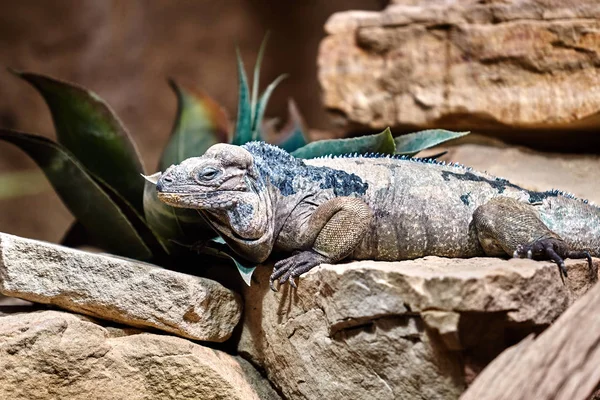 Goliat Dragons. iguana rinoceronte. Lagarto reptil iguana —  Fotos de Stock