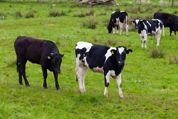 Stádo krav. Krávy na hřišti — Stock fotografie