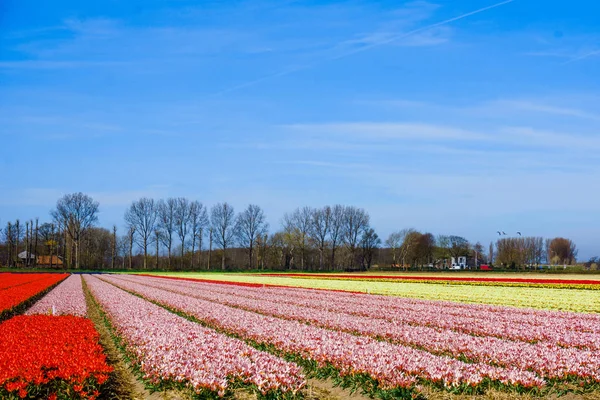 Landskap med tulpaner. Vackra landskap med färgstarka tulip flo — Stockfoto