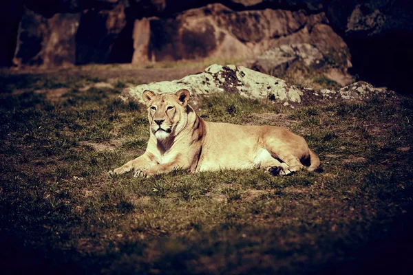 Λιοντάρι Ξαπλωμένο Στο Γρασίδι — Φωτογραφία Αρχείου