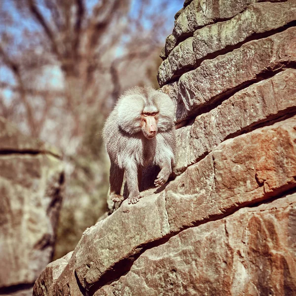 Bir Taş Üzerine Oturan Hamadryas Hamadryas Babunu Papio Hamadryas Maymun — Stok fotoğraf