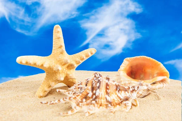 Starfish on sandy beach, travel concept. Summer background. Summ — Stock Photo, Image