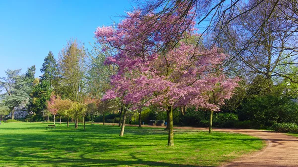 Paysage de Spring Park. Vue panoramique d'un parc — Photo