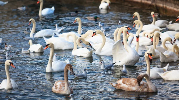 Zwanen op het meer van Zürich, Zwitserland — Stockfoto