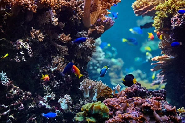 Підводний Фон Підводна Сцена Підводний Світ Підводний Ландшафт Життя — стокове фото