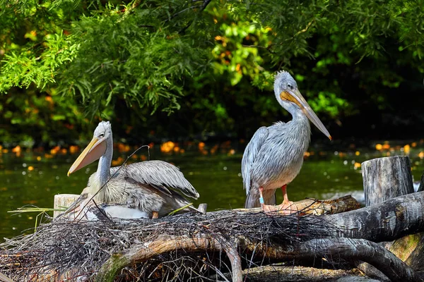 Pelikán bílý, Pelecanus onocrotalus. Pár bílých pelikánů na hnízdo — Stock fotografie