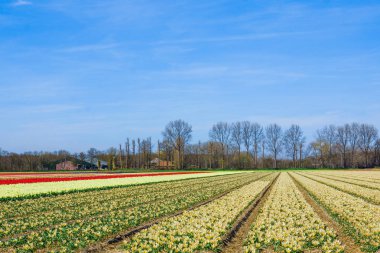 Lale ile manzara. Güzel manzara renkli Lale flo