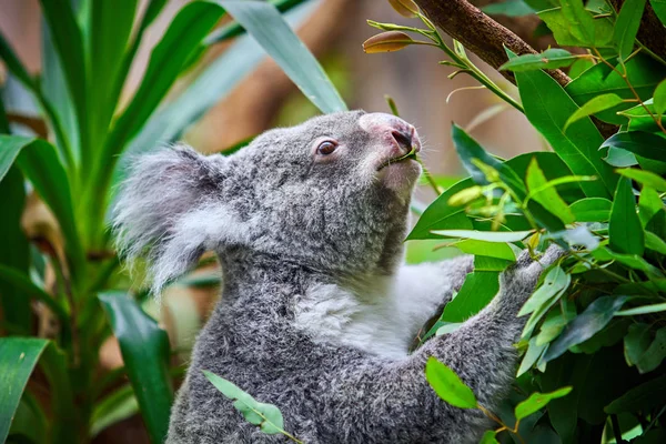 Urso Koala. Um bonito de coala — Fotografia de Stock