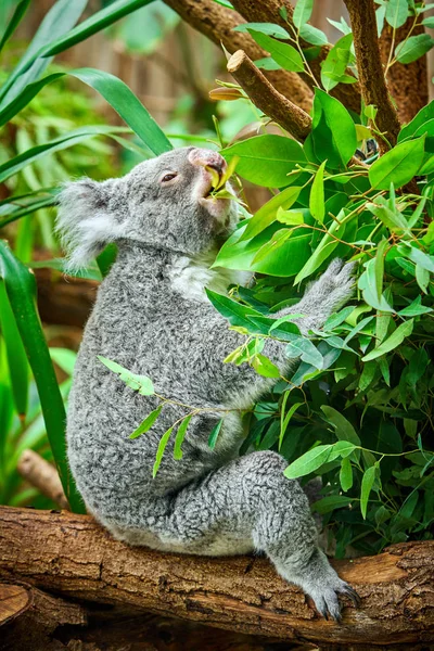 Oso Koala. Un lindo koala —  Fotos de Stock