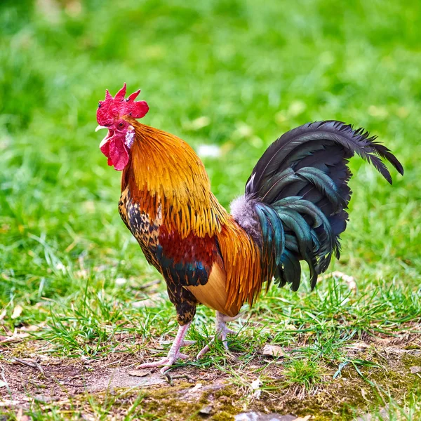 Bellissimo cazzo. gallo colorato — Foto Stock